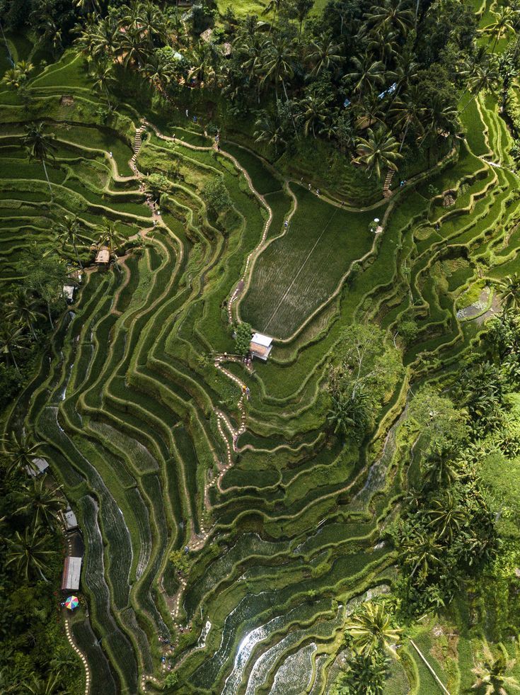 Ubud Tour 4